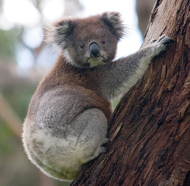 Koala Avustralya